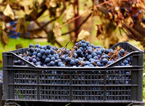 Як і де зберігати виноград в домашніх умовах. Свіжі ягоди при правильному зберіганні можна буде подавати до новорічного столу.
