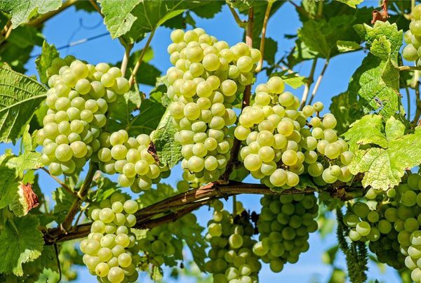 Садівникам на замітку: як та коли обрізати виноград восени. Правильна обрізка винограду – запорука нормального росту і гарного врожаю.