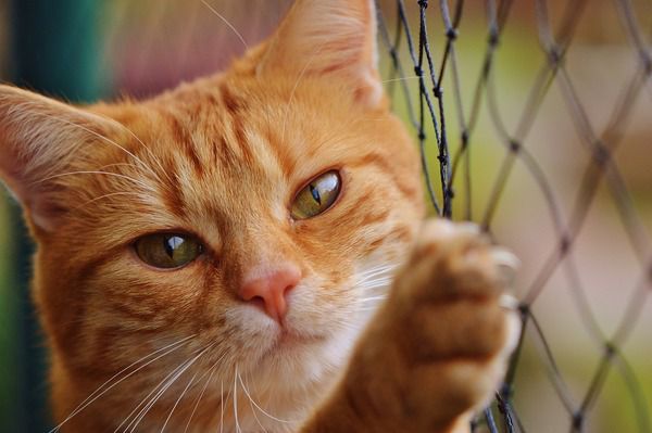 Кішки офіційно визнані «лікувальними тваринами». Давно відомо, що кішки і, зокрема, їх бурчання позитивно впливають на людину.