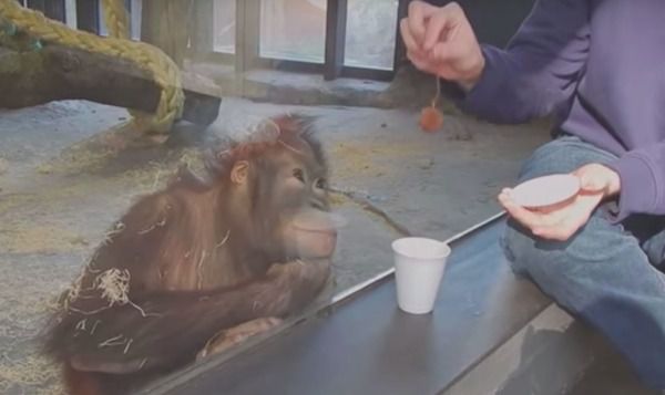 Орангутангу було дуже сумно у вольєрі, і ось що зробив відвідувач. Як саме відруагував примат на фокус відвідувача, розсмішить кожного з вас!