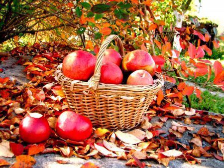 Садівники вирішили припинити збирати урожай яблук. Вони нарікають на те, що збирання яблук цього року є збитковим.