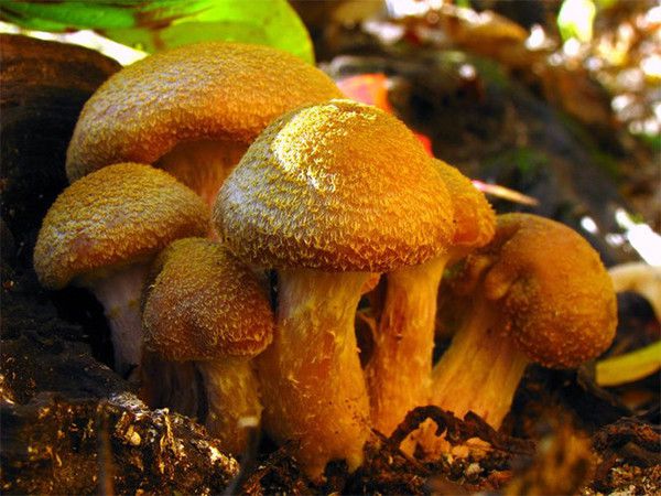 В Америці виявлений найбільший організм планети гриб вагою 440 тонн. Сподіваємося, що гриб не з'явився до нас з космосу з поганими намірами.