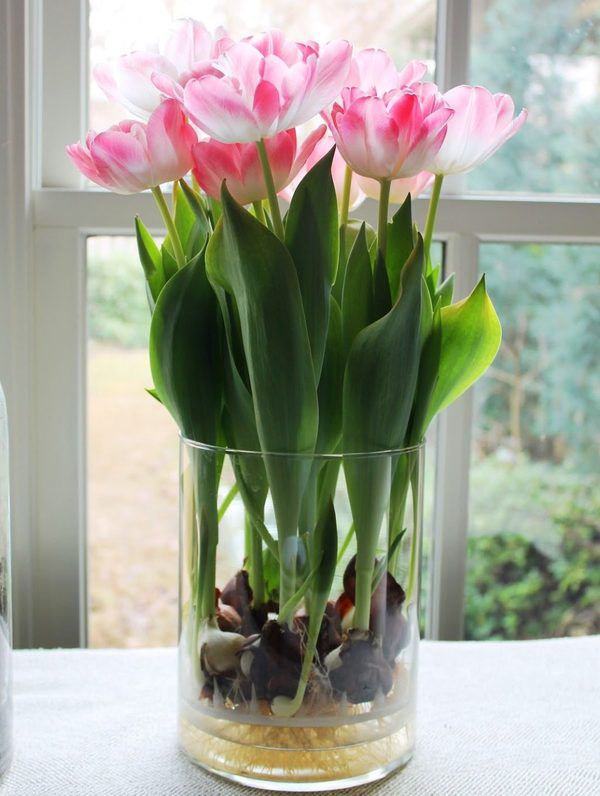 Як прикрасити будинок та надати йому затишку з допомогою домашніх рослин. Квіти у вазах або горщиках прикрашають будинок не гірше дизайнерських меблів і творів мистецтва.