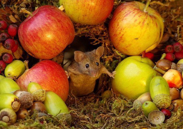 Фотограф побудував для садових мишей ігрове містечко. Для більшості садівників миші — стихійне лихо, з яким вони ведуть боротьбу не на життя, а на смерть.