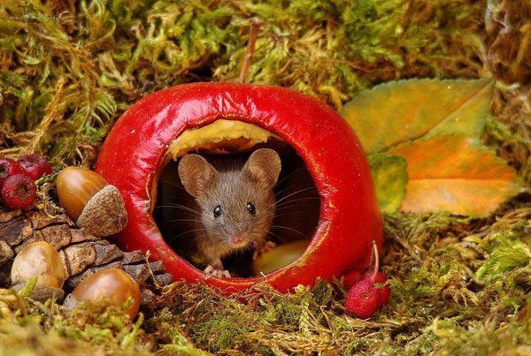 Фотограф побудував для садових мишей ігрове містечко. Для більшості садівників миші — стихійне лихо, з яким вони ведуть боротьбу не на життя, а на смерть.