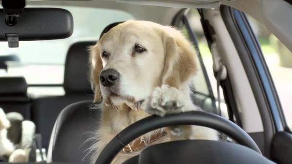 Tesla додала в автомобілі "собачий режим". Про включення спеціального "режиму для собак" попросив у твіттері один власників седана Model 3.