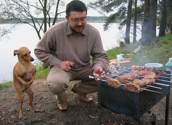 Фотографії веселих собачок, які бачать їжу і не можуть від неї відмовитися. Собаки не соромляться своєї любові до їжі.
