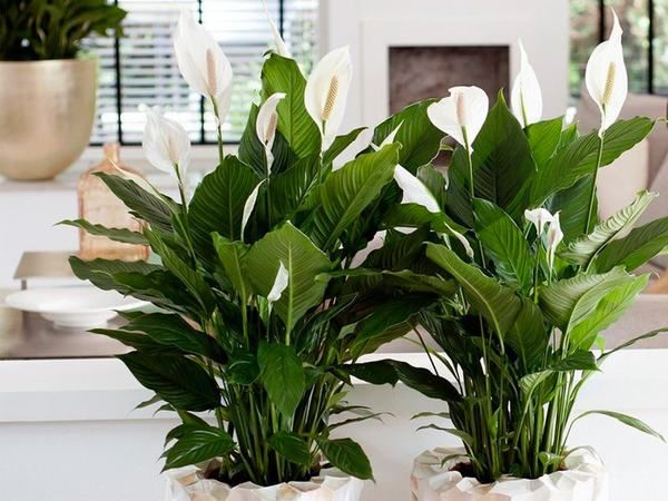 Кімнатні рослини, це не лише елемент декору, а й талісман, що приносить удачу