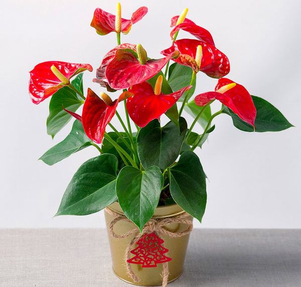 Кімнатні рослини, це не лише елемент декору, а й талісман, що приносить удачу. Ці квіти принесуть у ваш дім кохання.