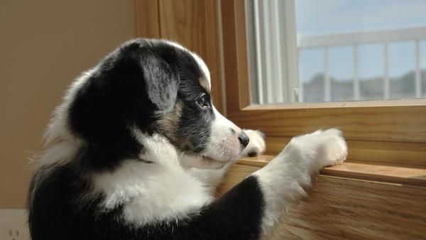9 неочікуваних речей, котрі спричиняють стан тривоги у собак. Цікавитесь чому ваш собака почав гризти меблі, гавкати та ганяти по будинку?