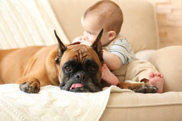 9 неочікуваних речей, котрі спричиняють стан тривоги у собак. Цікавитесь чому ваш собака почав гризти меблі, гавкати та ганяти по будинку?