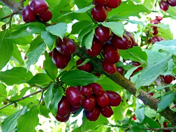 Незвичайні і корисні рослини для вашого саду. Хочете розбавити звичний садовий «коктейль» з яблунь, груш, вишні і малини?