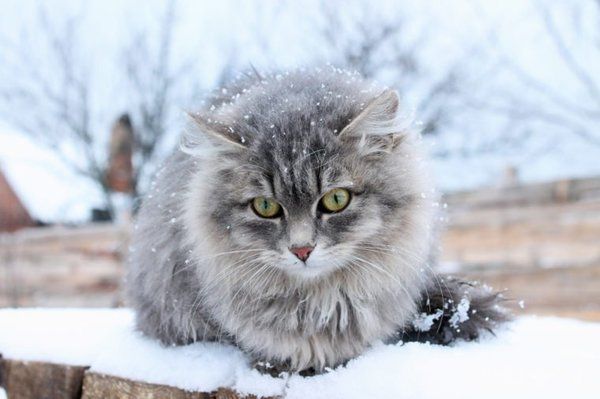 10 важливих підказок як вберегти ваших тварин цієї зими. Вашим пухнастим друзям також холодно! Ветеринари пояснюють як захистити собак та кішок від холоду.
