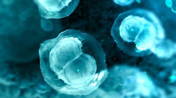 Розроблений спосіб регенерації клітин крові після опромінення. Дослідники з Массачусетського технологічного інституту розробили метод швидкого відновлення цих клітин.
