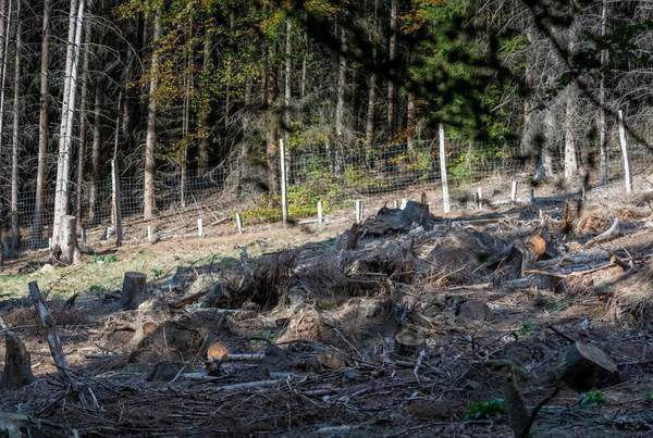 Знайди оленя серед пеньків. І це дійсно складно! Саме час перевірити свою уважність. Фотограф Інго Герлах зробив цей кадр в горах Зауерланд.