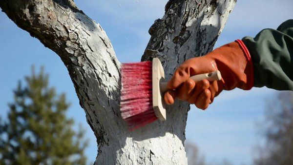 Побілка дерев на зиму - захист від комах, мохів і лишайників. Існує думка, що ця процедура не завжди приносить користь.