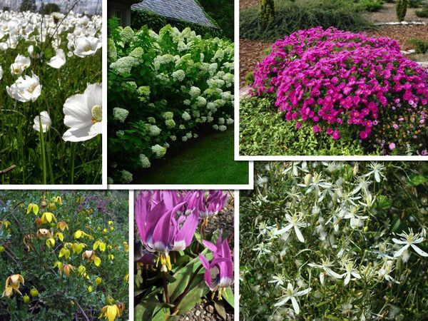 Найбільш морозостійкі квіти, які легко переживають сувору зиму. Якщо ви живете в регіоні з суворим кліматом, познайомтеся з переліком морозостійких квітів для саду.