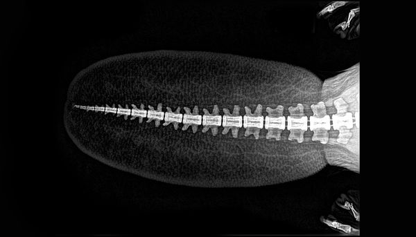 Унікальний погляд на анатомічні особливості різних видів тварин через рентген. Зоопарк опублікував рентгенівські знімки тварин.