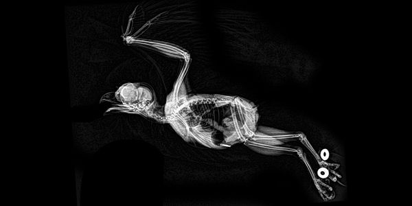 Унікальний погляд на анатомічні особливості різних видів тварин через рентген. Зоопарк опублікував рентгенівські знімки тварин.