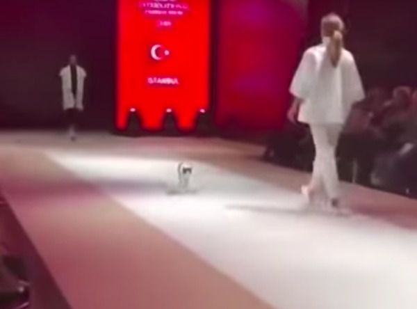 У Стамбулі кішка залізла на подіум під час модного показу. Кішка намагається грати з моделями, які проходять повз неї.