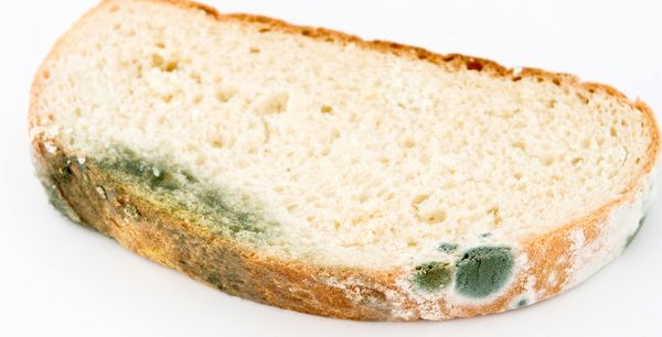 Наскільки шкідливі продукти, пошкоджені цвіллю?. Чи можна їсти "чисту" частину хліба з цвіллю?