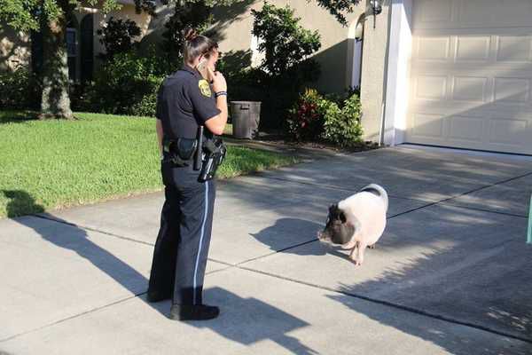 Служба поліцейських і небезпечна, і важка, а ще деколи дивна і незвичайна. Поліцейські приїхали ловити свинку ... Правоохоронцям хтось буквально підклав свиню.