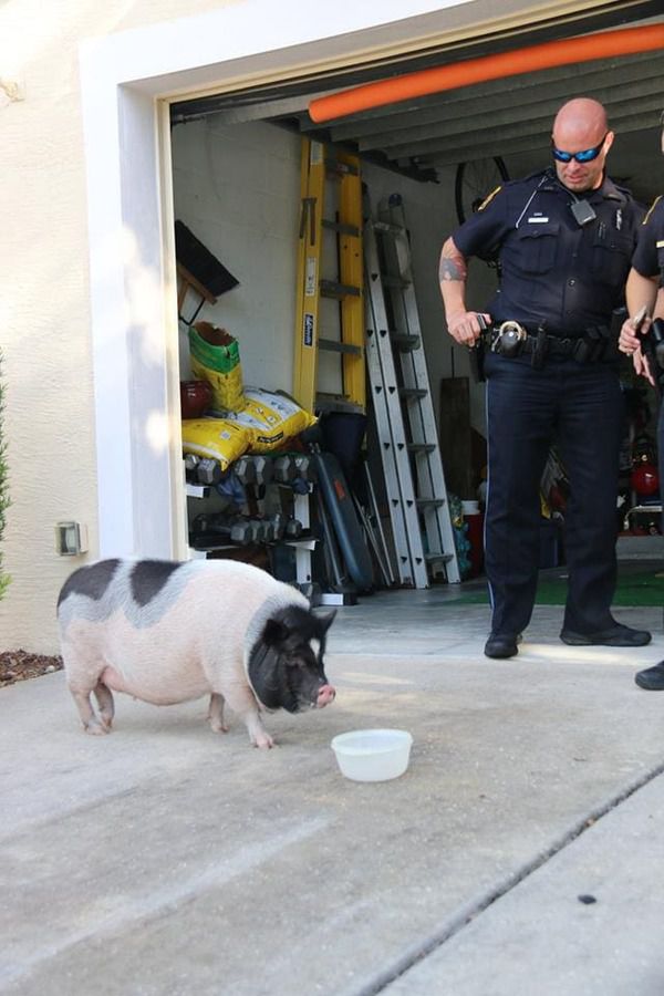 Служба поліцейських і небезпечна, і важка, а ще деколи дивна і незвичайна. Поліцейські приїхали ловити свинку ... Правоохоронцям хтось буквально підклав свиню.