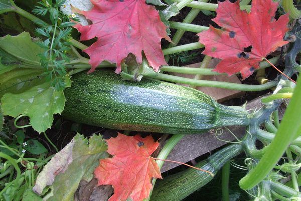 Осінній врожай: як отримувати плоди кабачків в листопаді. Мати свіжі овочі пізнньої восени, а чому б і ні?