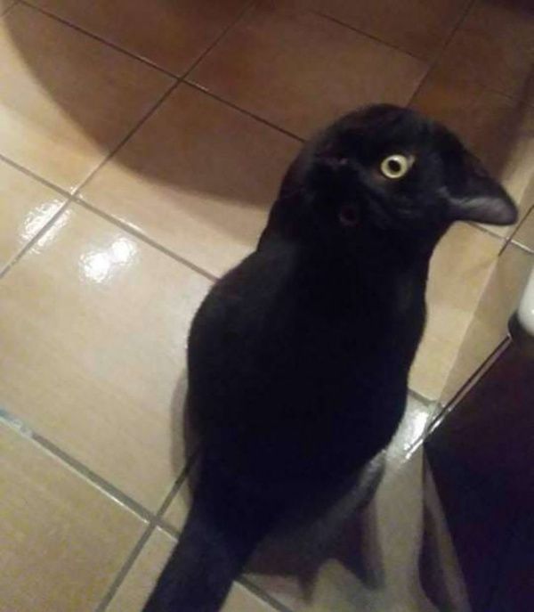 Нова містична ілюзія захопила користувачів. Чорний ворон, або кіт. Користувачів інтернету спантеличила нова оптична ілюзія. на знімку не ясно, хто сидить на кухні - чорний ворон з жовтим оком або кіт.