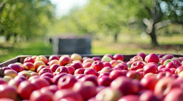 Проблема врожаю: садівники готові віддавати яблука задарма. Ціни на деякі сорти впали до символічних 1,5 грн./кг.