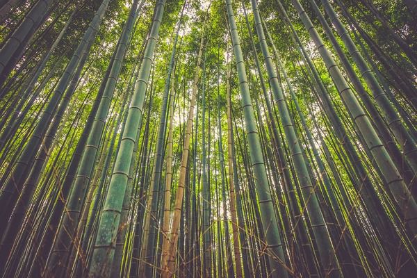 Цікаві факти про бамбук. Це неймовірна рослина з унікальними властивостями та ширшим використанням, ніж ви можете собі уявити. Ми всі чули про бамбук, але чи знаєте ви, що ця скромна рослина насправді сильніша від сталі?