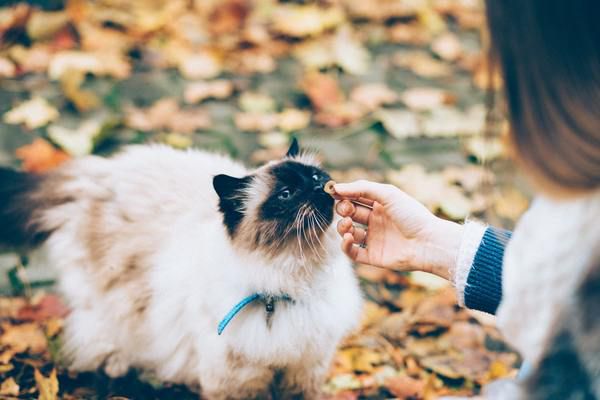 13 способів змусти вашого кота вас полюбити. Фахівці детально розкажуть вам секретні уподобання цих тварин.