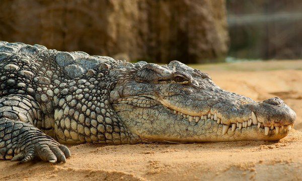 Цікаві факти про крокодилів — прямих нащадків динозаврів. У цьому матеріалі ми підібрали найбільш цікаві наукові факти про крокодилів — про цих небезпечних тварин варто дізнатися детальніше.
