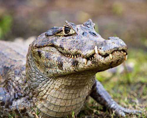 Цікаві факти про крокодилів — прямих нащадків динозаврів. У цьому матеріалі ми підібрали найбільш цікаві наукові факти про крокодилів — про цих небезпечних тварин варто дізнатися детальніше.