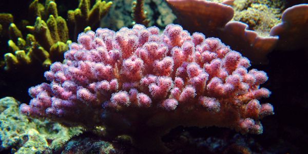 Знайдений корал з унікальними генами імунітету. Нове дослідження Університету Майамі показало, що звичайний вид коралів міг би створити унікальні імунні механізми, щоб справлятися зі змінами в навколишньому середовищі.