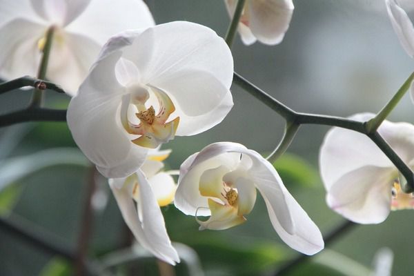 Правильний догляд за орхідеями для новачків: цвітуть немов божевільні. Рекомендації по догляду для тих, хто тільки починає знайомитися з орхідеями.