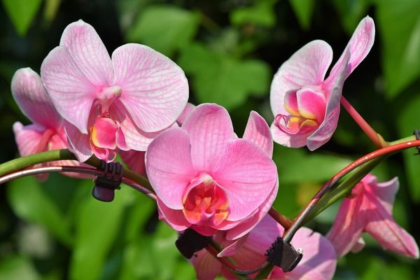 Правильний догляд за орхідеями для новачків: цвітуть немов божевільні. Рекомендації по догляду для тих, хто тільки починає знайомитися з орхідеями.