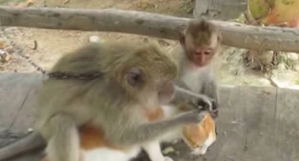 Цікаве відео, як мавпи не могли поділити кішку. Їх сперечання за пухнастика підніме вам настрій!