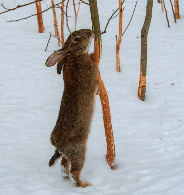Як захистити дерева від мишей і зайців взимку. Взимку сади з плодовими деревами чекає чимало напастей: морози, "набіги" зайців, "візити" мишей...