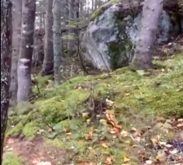 Інтернет-спільноту потрясли кадри з дихаючою землею, зняті в одному з канадських лісів. Це відео дійсно заворожує і пробуджує бажання дізнатися, що ж насправді відбувається з ґрунтом у лісі канадської провінції Квебек?