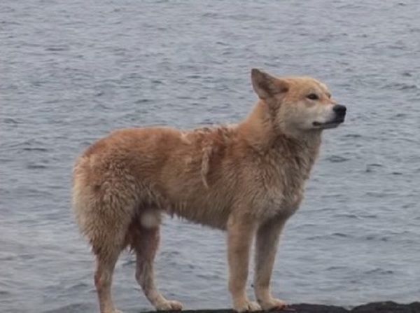 І в дощ, і в вітряний день пес когось чекав на берегу, не відходячи від води. Зворушлива історія про відданість.