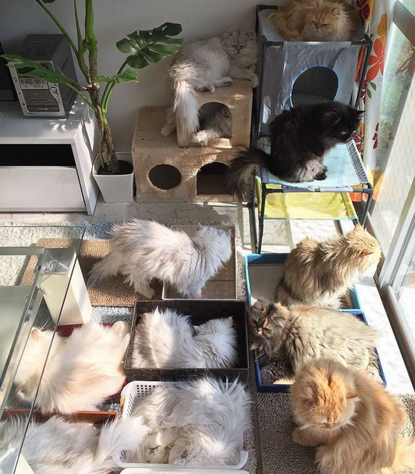 Господиня 12 персицьких кішок привернула увагу користувачів мережі. Щаслива японка 12catslady веде Instagram, в якому викладає незвичайні фото своїх домашніх улюбленців.