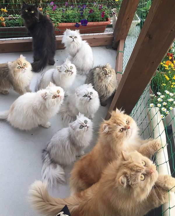 Господиня 12 персицьких кішок привернула увагу користувачів мережі. Щаслива японка 12catslady веде Instagram, в якому викладає незвичайні фото своїх домашніх улюбленців.