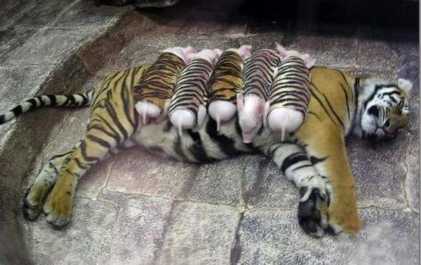 Тигриці, яка впала в депресію після втрати дитинчат, підкинули поросят і вона їх виростила!