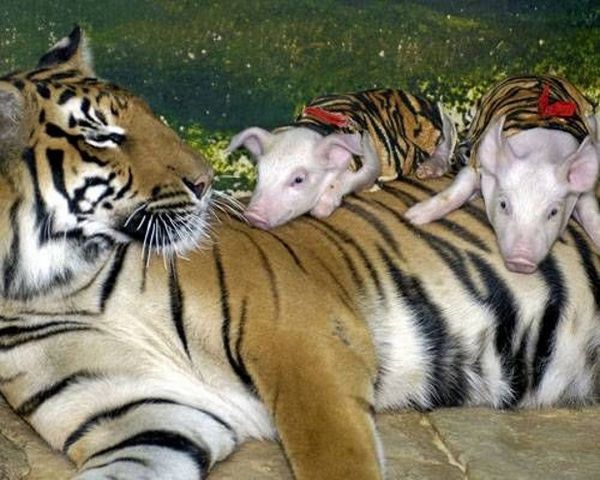 Тигриці, яка впала в депресію після втрати дитинчат, підкинули поросят і вона їх виростила!. В одному із зоопарків Таїланду сталася дуже дивна історія.