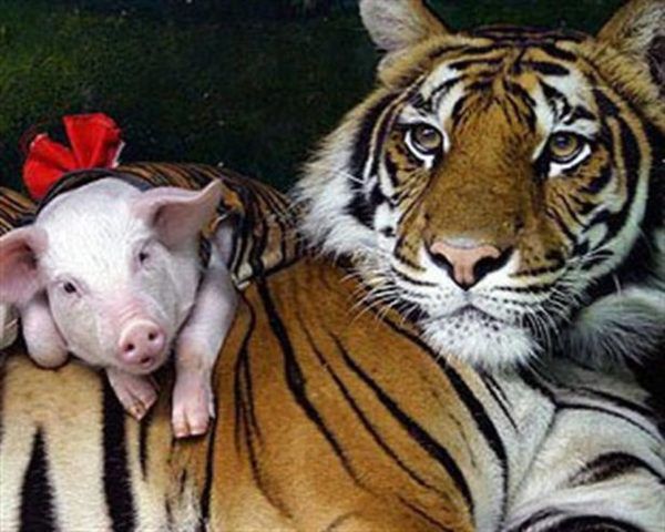 Тигриці, яка впала в депресію після втрати дитинчат, підкинули поросят і вона їх виростила!. В одному із зоопарків Таїланду сталася дуже дивна історія.