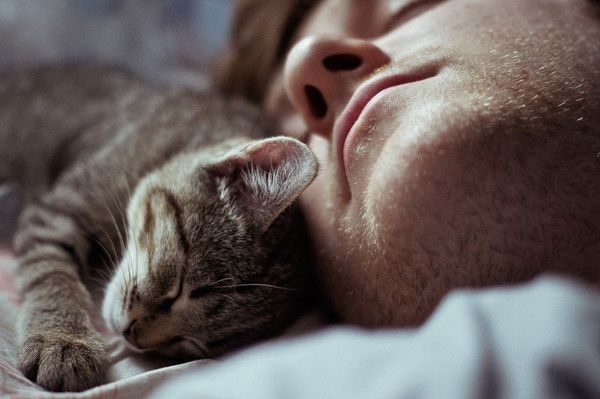 Чому кішки полюбляють спати з людиною?. Виявляється, справа у природних інстинктах.