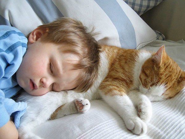 Чому кішки полюбляють спати з людиною?. Виявляється, справа у природних інстинктах.
