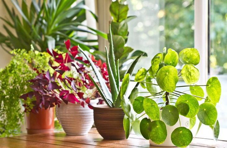 Що зробити, щоб улюблені кімнатні рослини цілий рік були зеленими, красивими та буяли в цвітінні?. А секрет простий: рослини треба добре підгодувати.
