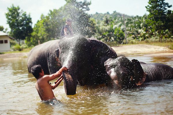 Невеличка прогулянка на слонах - живих символах Королівства Таїланд. Слони перебувають під захистом держави і оточені особливою любов'ю.